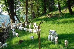 capre al pascolo 300x197