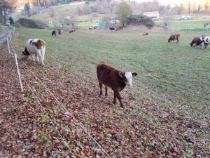 mucche al pascolo 300x225