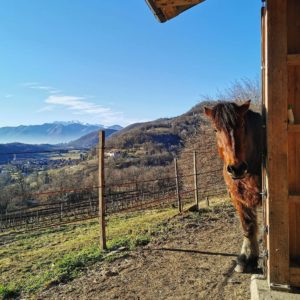 panorama cavallo 300x300