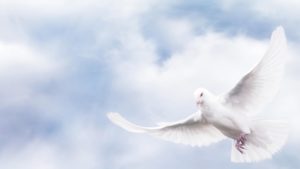 pigeon 300x169