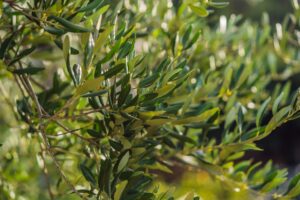 bigstock Olive Tree In Italy Harvestin 448987095 scaled 1 300x200