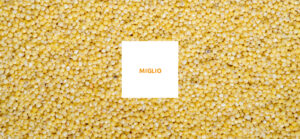miglio 300x139