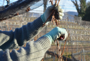 tenuta winter arbeit web 1800x1224 1 300x204