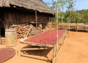 CAREProjectCoffeeXekong 2 900x900 300x214