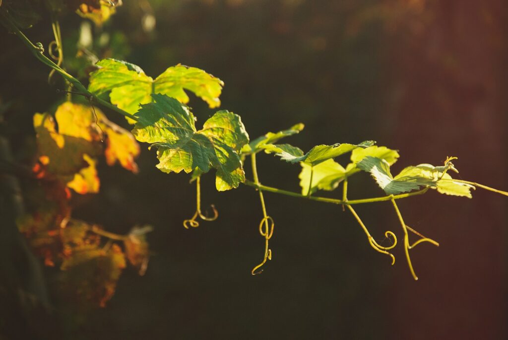 green leaves in tilt shift lens