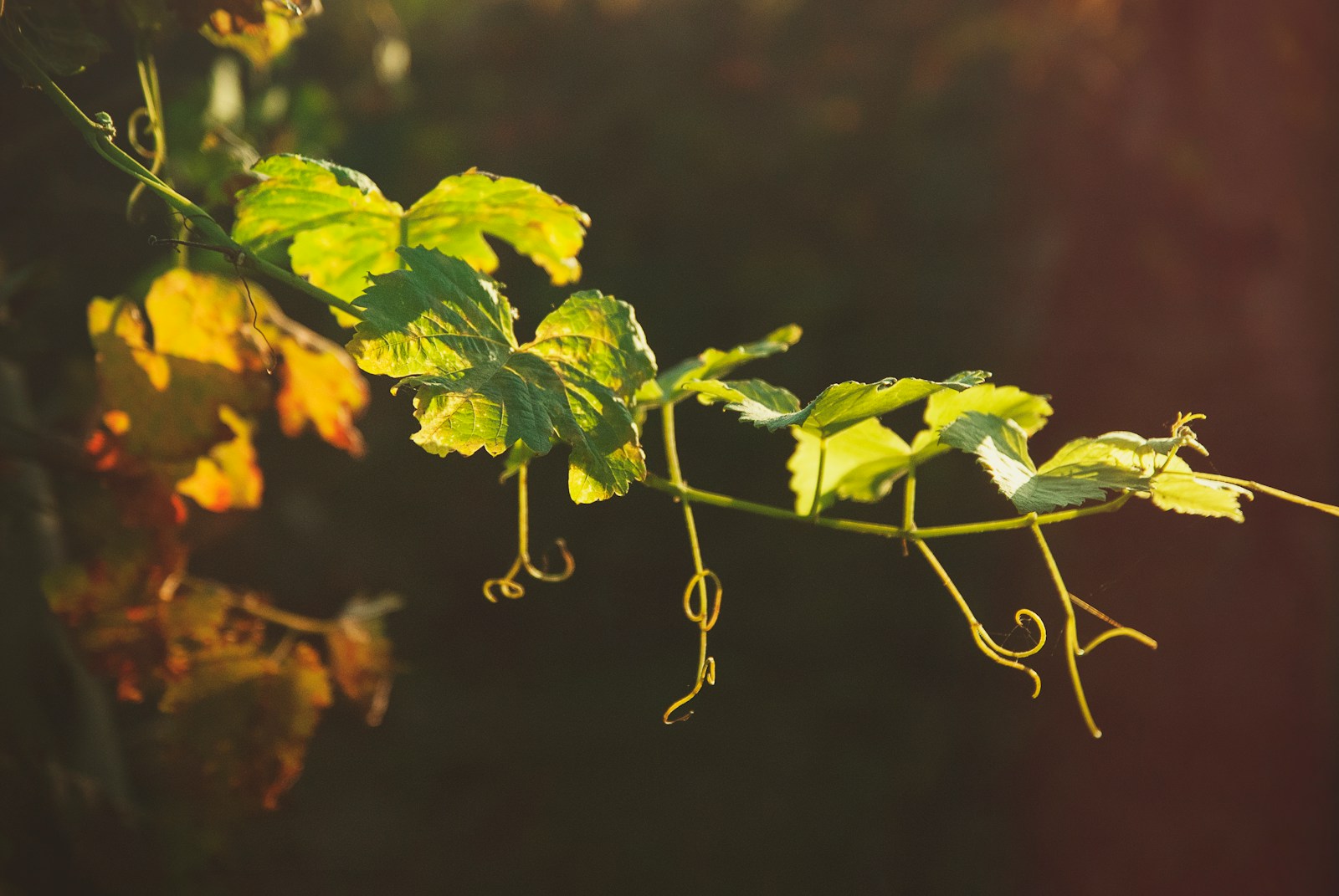 green leaves in tilt shift lens