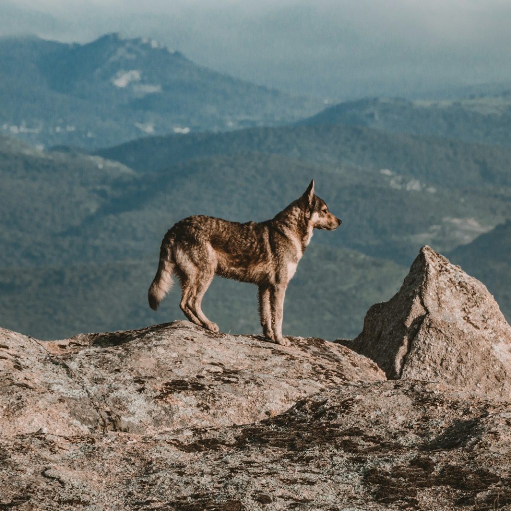 black and brown wolf on brown rock during daytime
